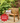 Alexander Rose Cotswold Bench 4ft