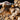 Guide to Wood Species