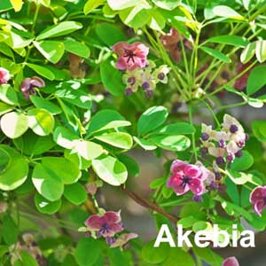 Akebia
