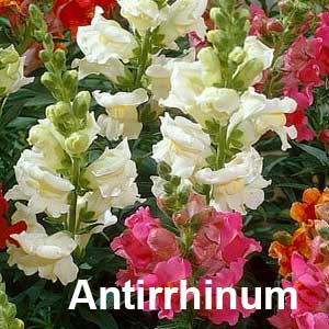 Antirrhinum