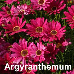 Argyranthemum