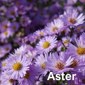 Aster
