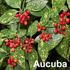Aucuba