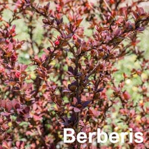 Berberis