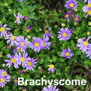 Brachyscome