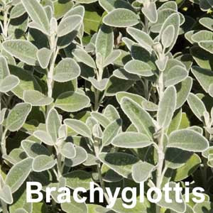 Bracyglottis