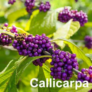 Callicarpa