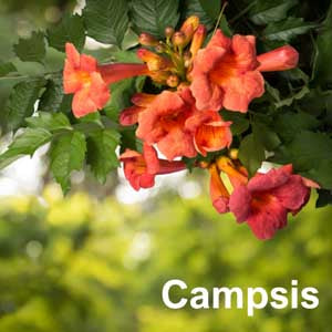 Campsis