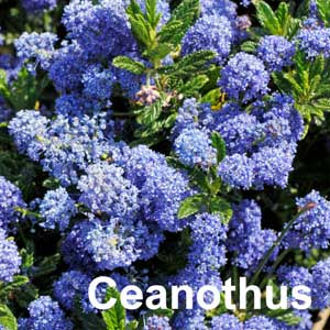 Ceanothus