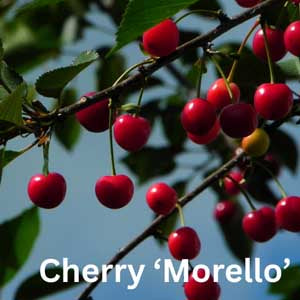 Cherry - Morello