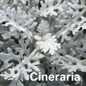 Cineraria