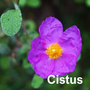 Cistus