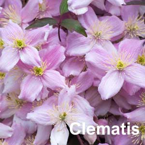 Clematis