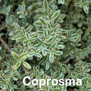 Coprosma