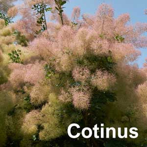 Cotinus