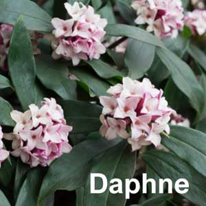 Daphne