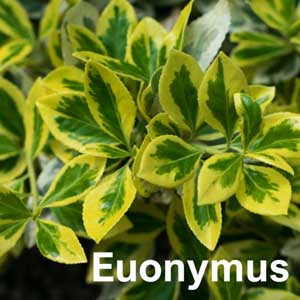 Euonymous