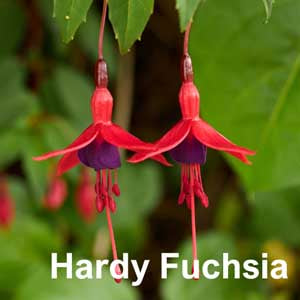 Hardy Fuchsia