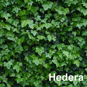 Hedera
