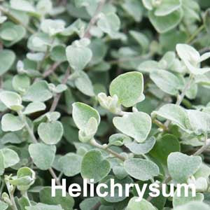 Helichrysum