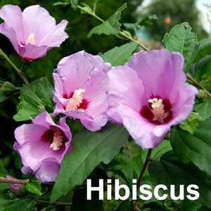 Hibiscus