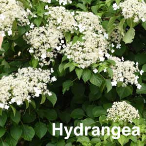 Hydrangea