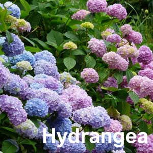 Hydrangea