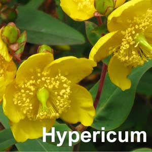 Hypericum