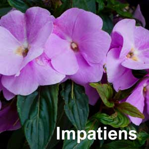 Impatiens