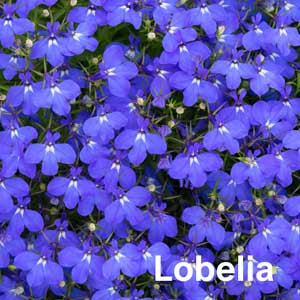 Lobelia