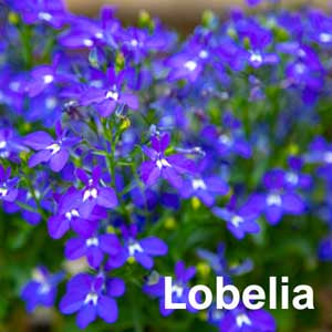Lobelia