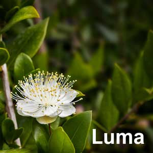 Luma
