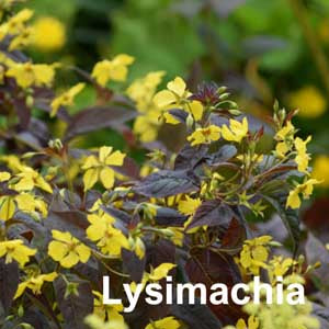 Lysimachia