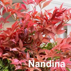 Nandina