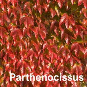 Parthenocissus