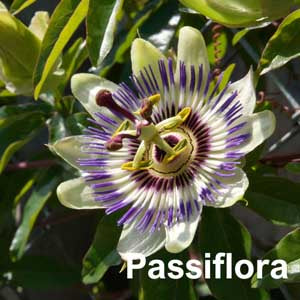 Passiflora