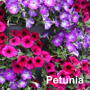 Petunia