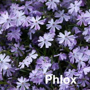 Phlox