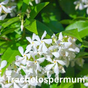 Trachelospermum