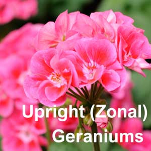Upright (Zonal) Geraniums
